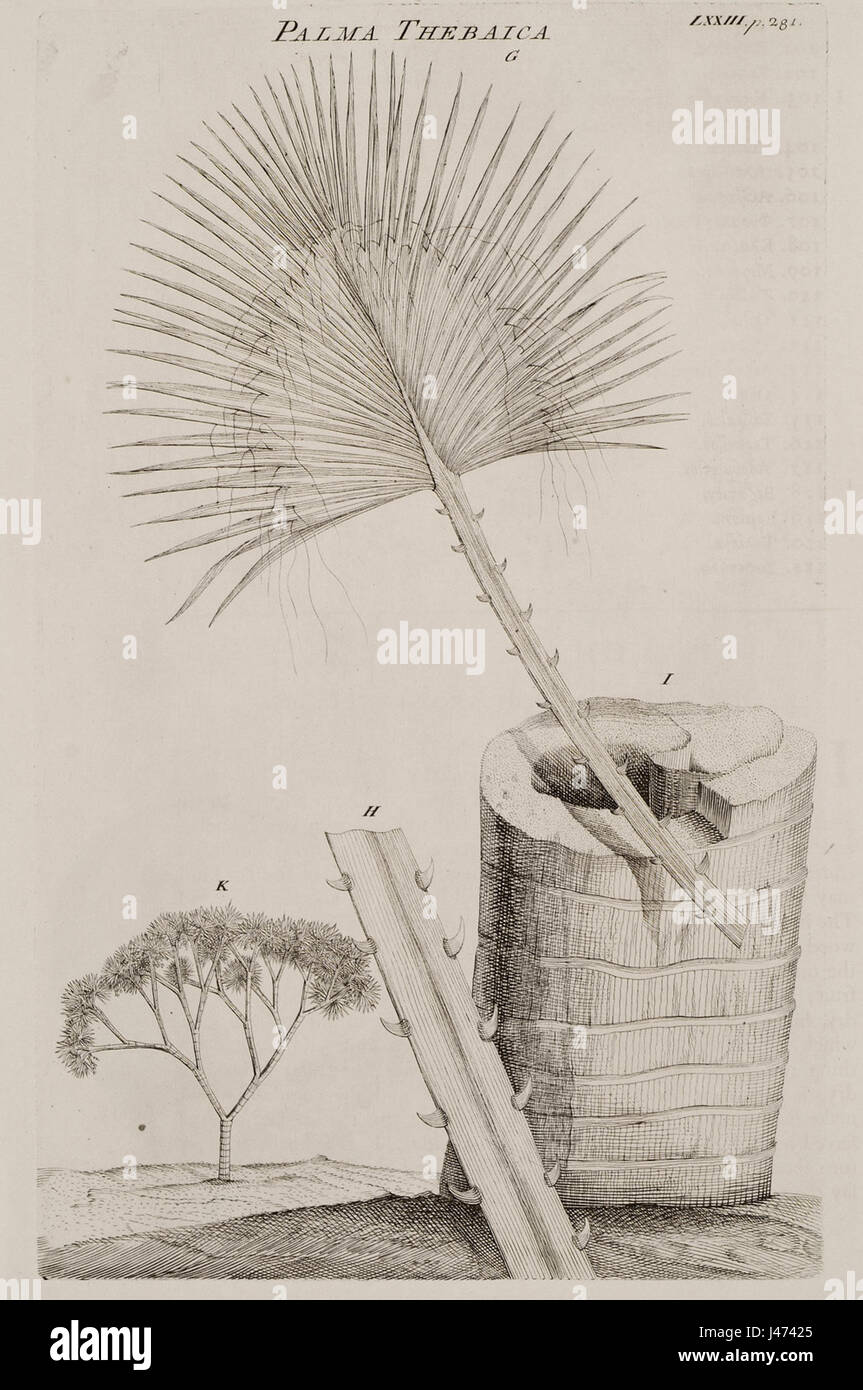 Ceci fait référence à Palma Thebaica, un travail de Richard Pococke de 1743, explorant des sujets botaniques. Le texte se concentre sur l’étude et la classification des espèces de palmiers dans le contexte du XVIIIe siècle. Banque D'Images
