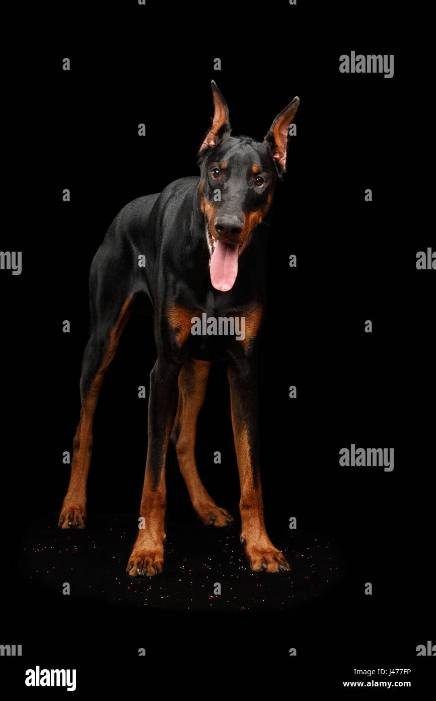 Guard Dog Doberman Pinscher Standing Banque D Image Et Photos Alamy
