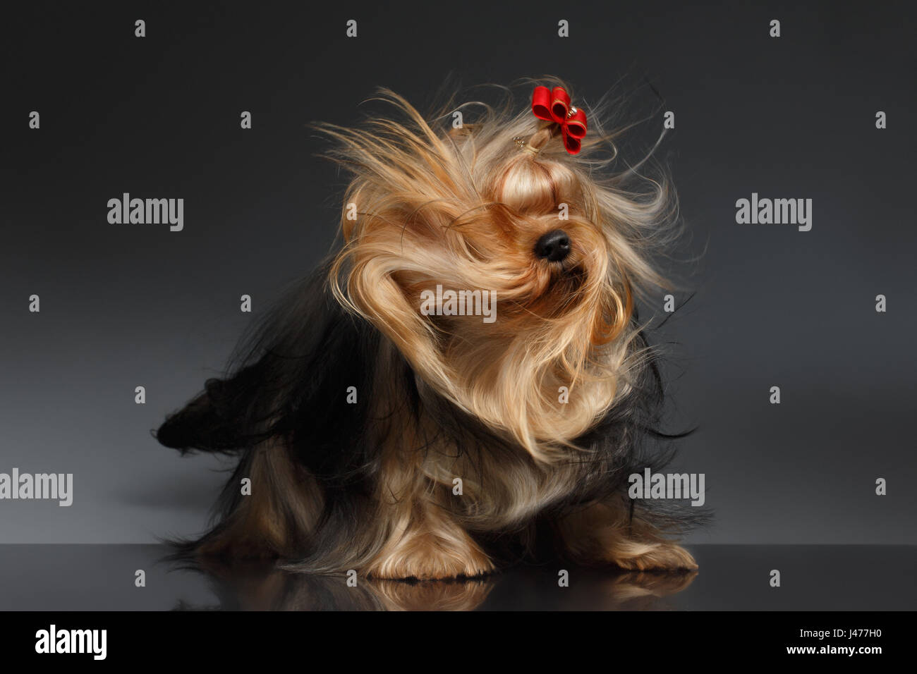 Chien Yorkshire Terrier en secouant sa tête sur le miroir noir Banque D'Images