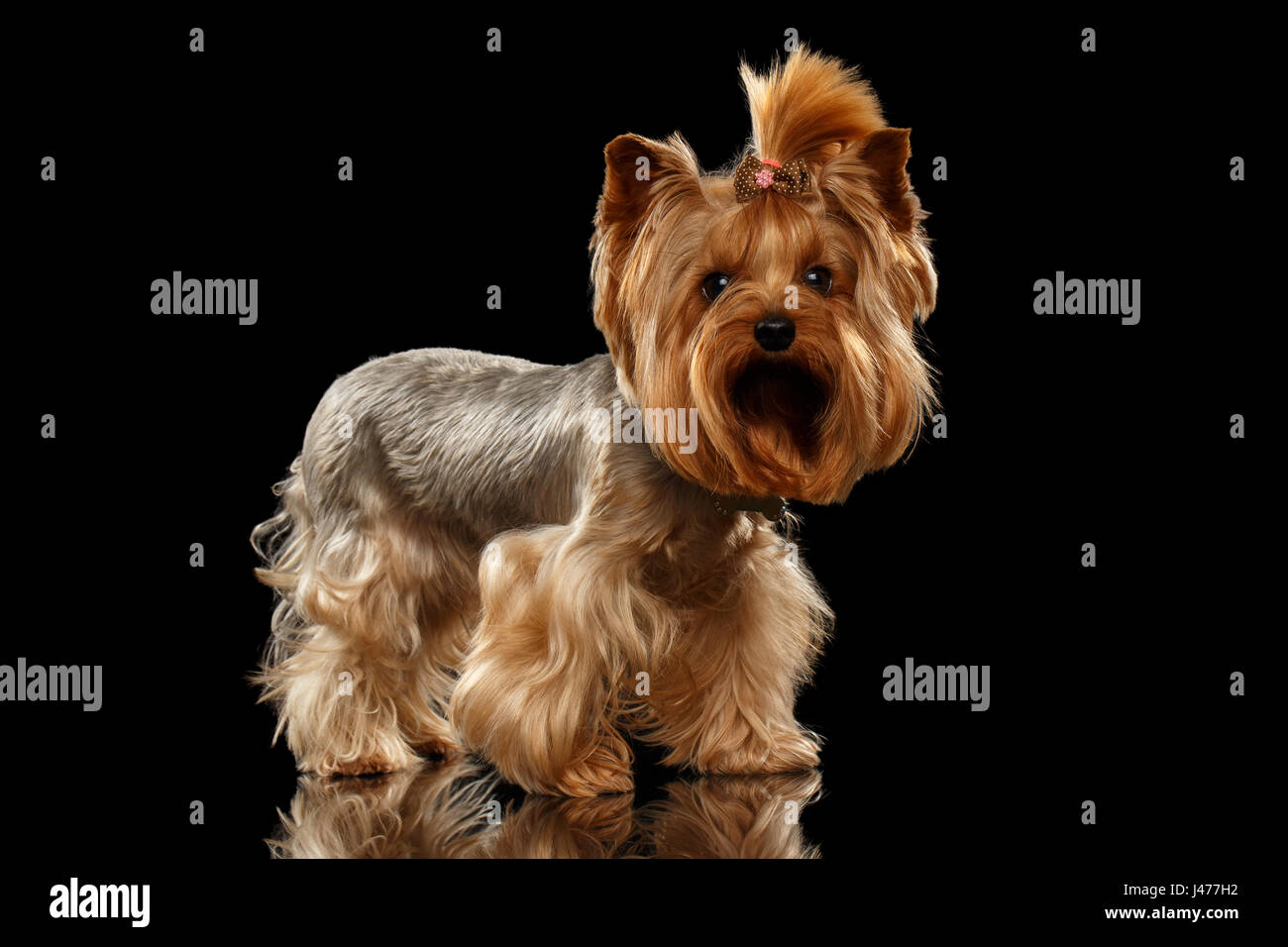 Libre de Yorkshire Terrier Dog Standing on Black Mirror Banque D'Images