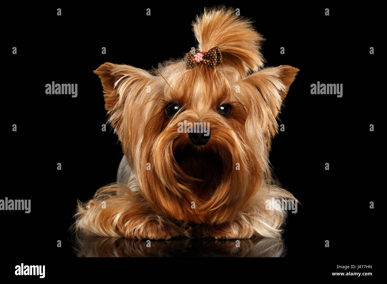 Libre de Yorkshire Terrier Dog Lying on Black Mirror Banque D'Images