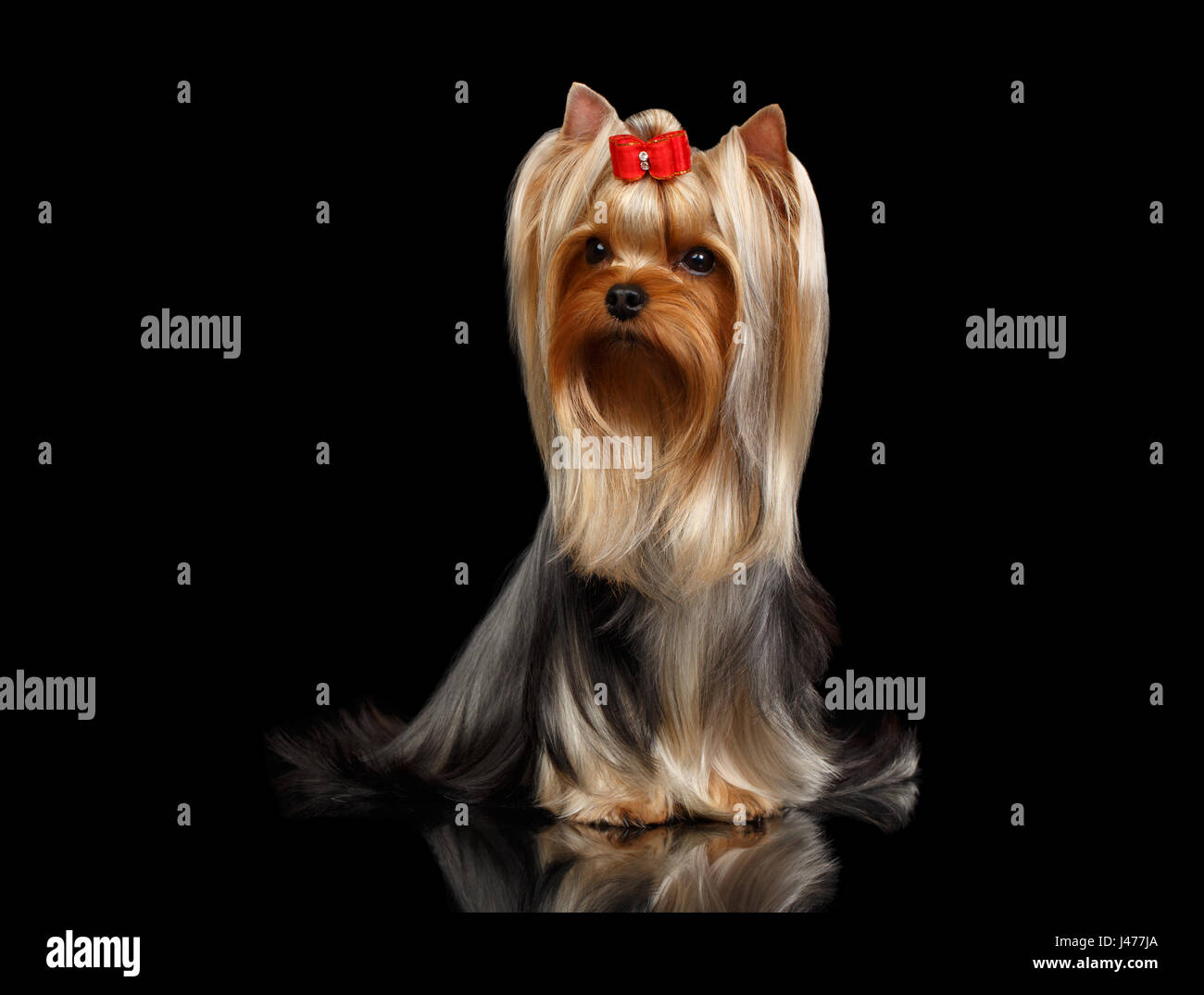 Chien Yorkshire Terrier Lying on Black Mirror Banque D'Images