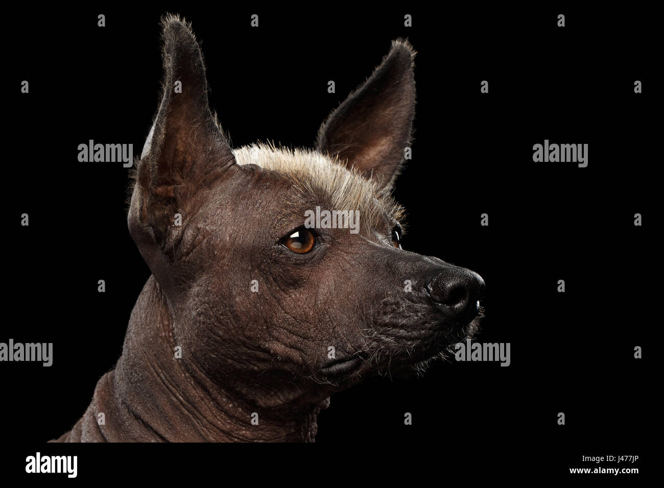 Chien Sans Poil Mexicain Banque du0027image et photos - Alamy