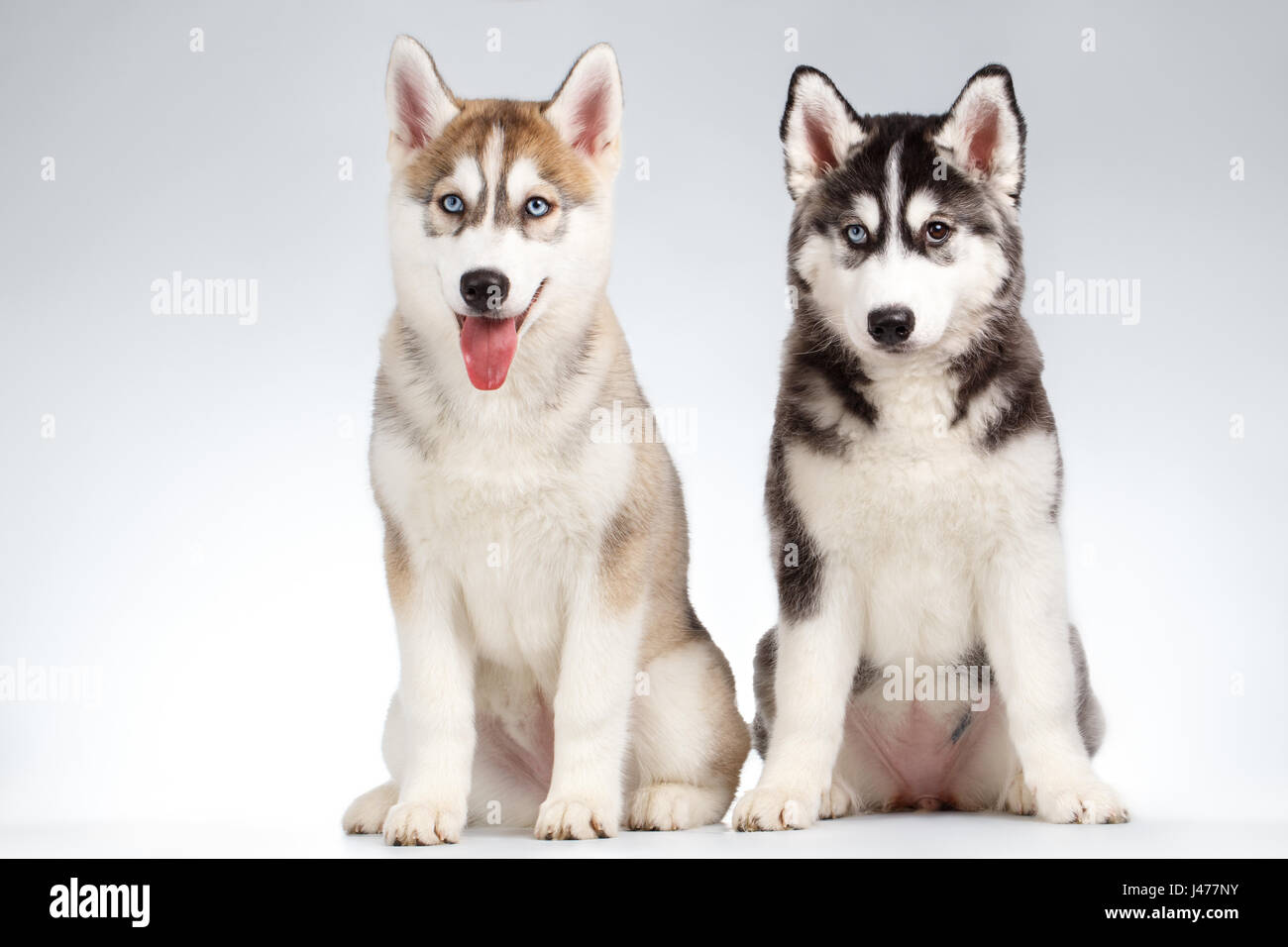 Deux Chiot Husky Siberien Isolated On White Photo Stock Alamy