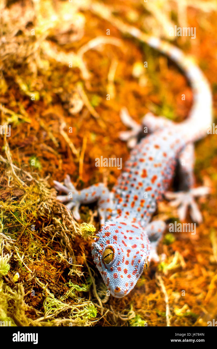 L'image d'un lézard gecko tokay d'animaux exotiques Banque D'Images