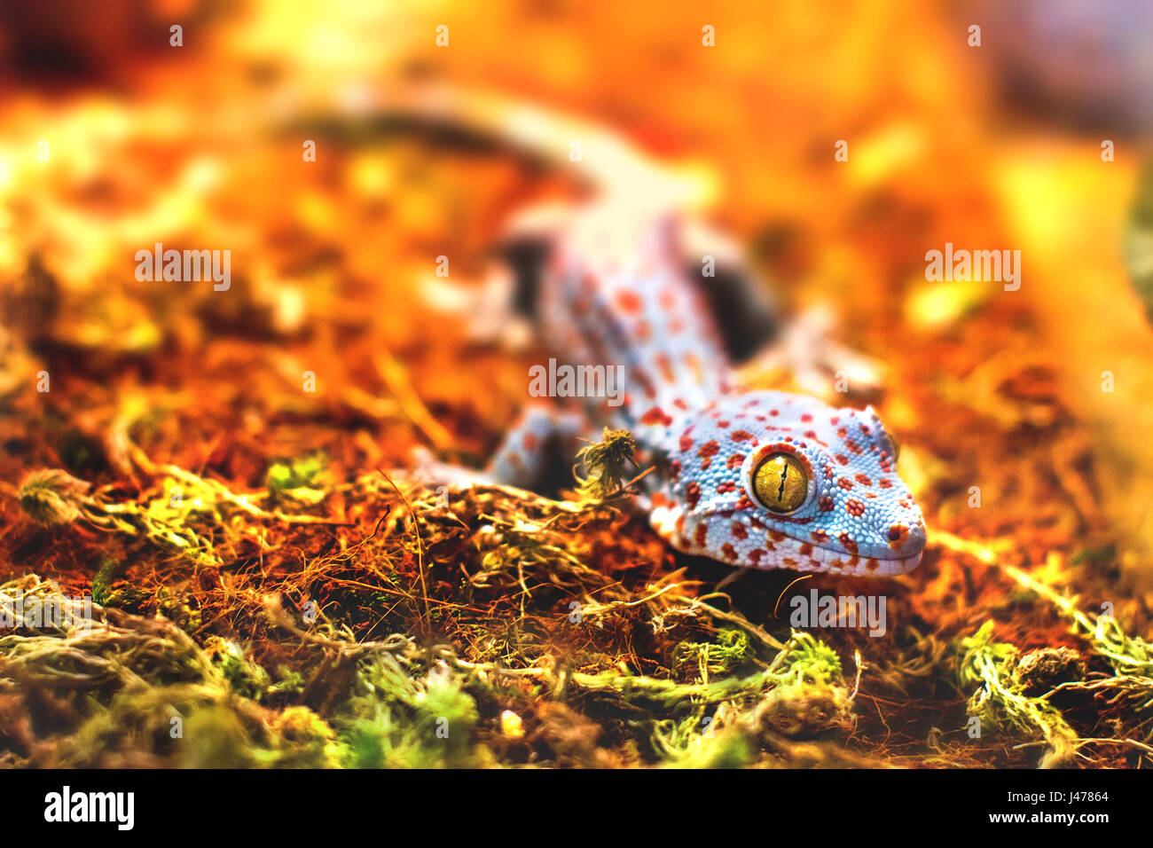 L'image d'un lézard gecko tokay d'animaux exotiques Banque D'Images