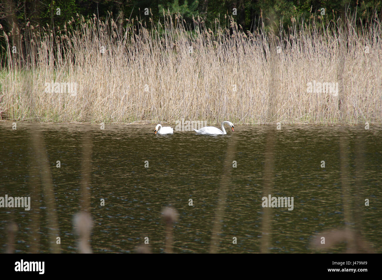 Couple de cygnes sauvages sur le lac de baignade avec des roseaux sur l'arrière-plan Banque D'Images
