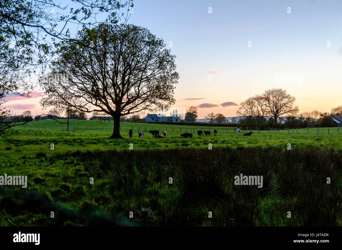 Doagh, comté d'Antrim, l'Ulster (Irlande du Nord, Royaume-Uni. Le soleil se lève sur les terres agricoles, silhouetting arbres sur une belle journée d'été. Banque D'Images