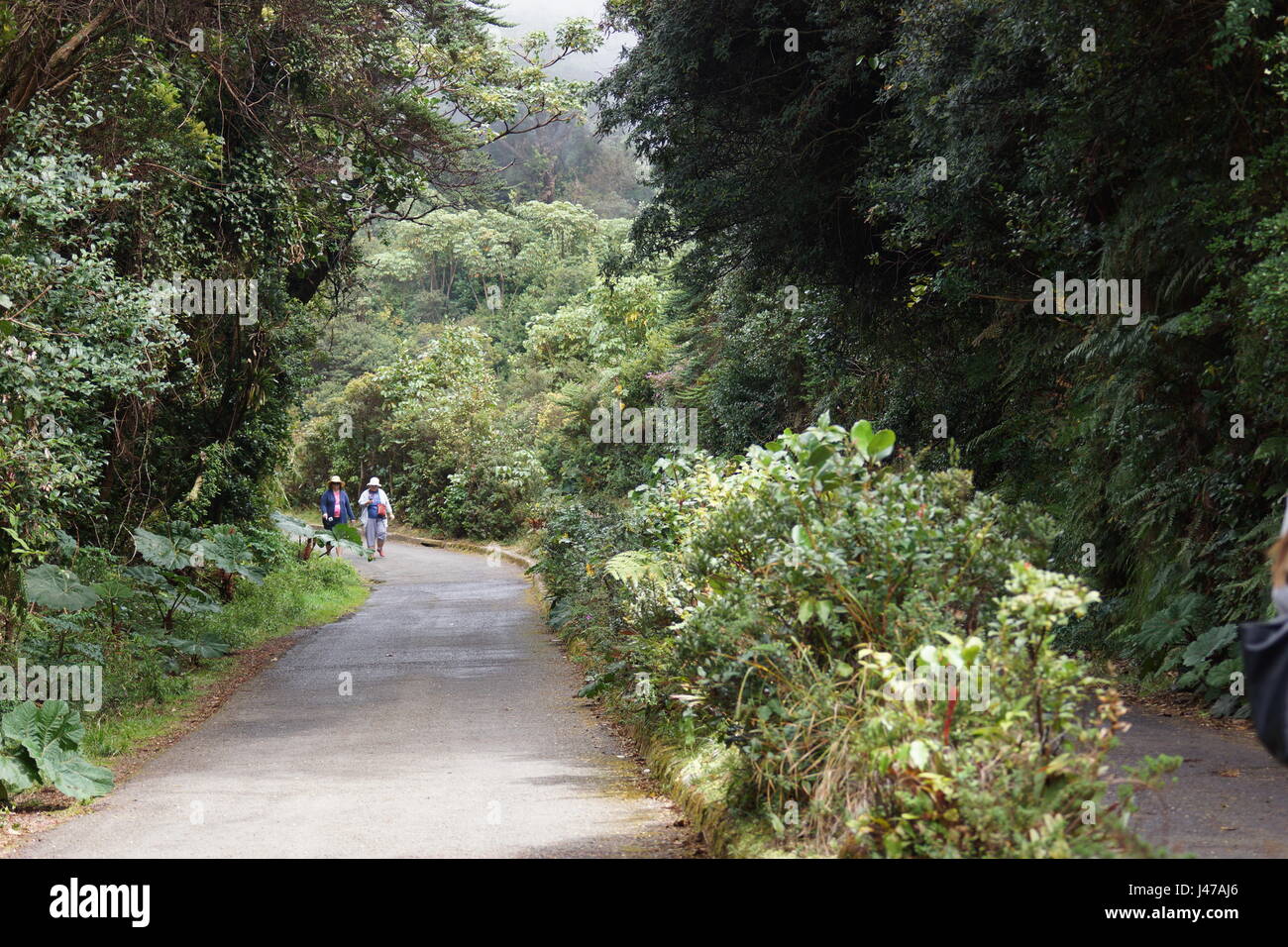 Piste touristique sur le volcan Poas. Le chemin vers le cratère du volcan est couvert de brouillard. Parque Nacional Volcan Poas. Costa Rica, Alajuela Bauvin Banque D'Images