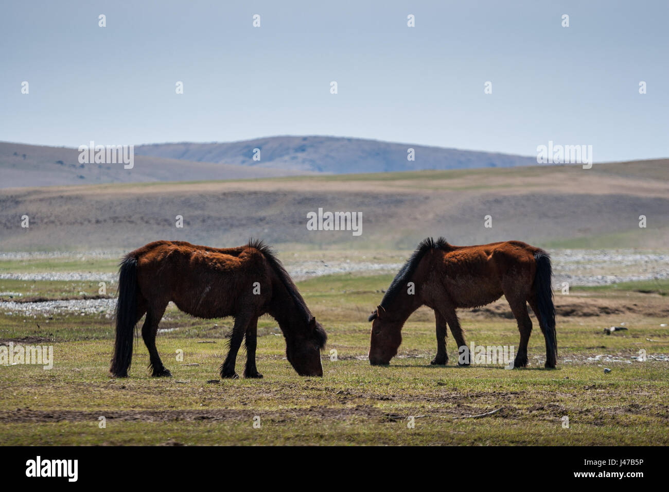 Deux chevaux sauvages dans la steppe de Mongolie, Hills Contexte Banque D'Images