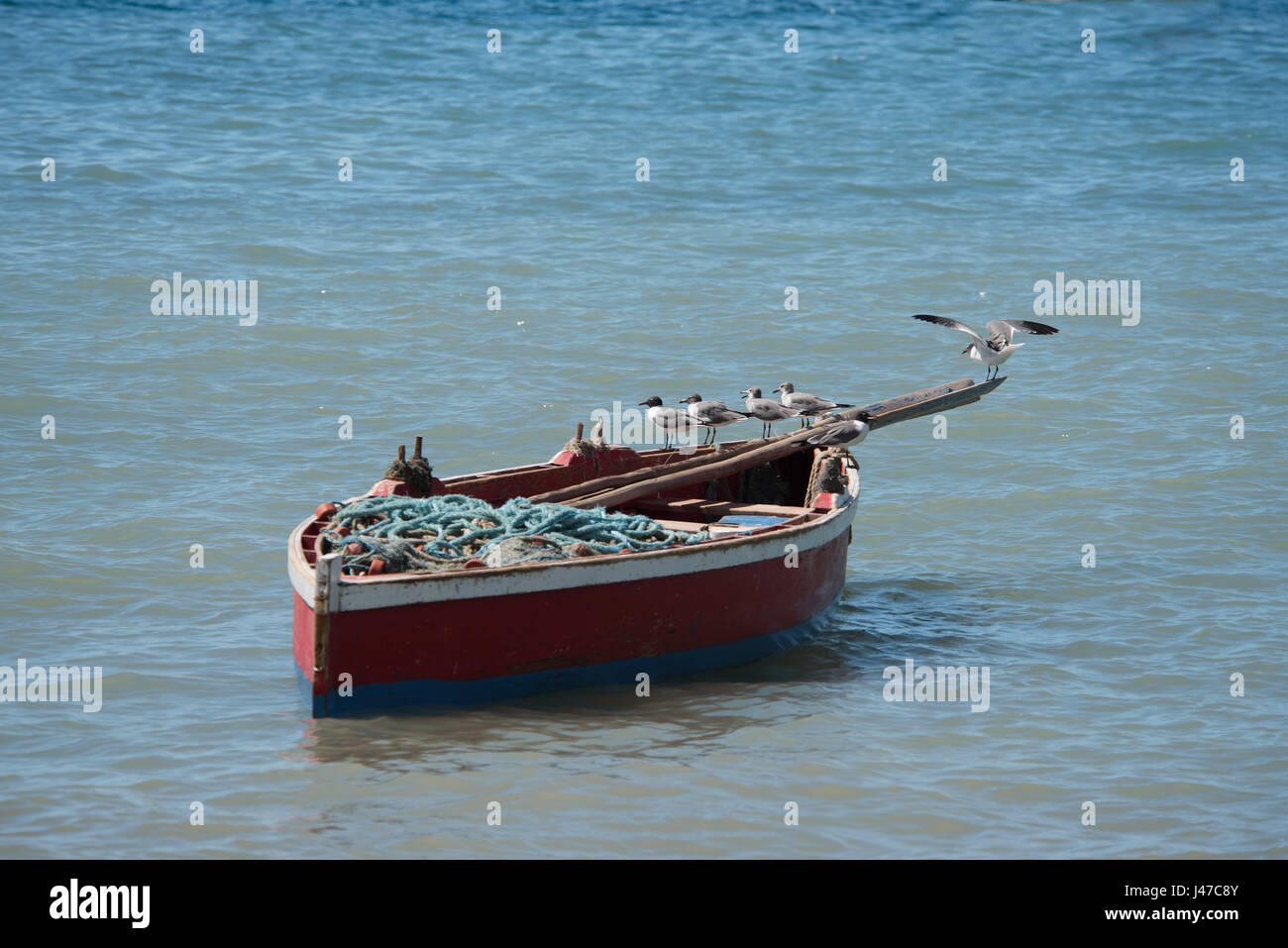 Des mouettes perchées sur un vieux bateau de pêche en bois rouge le long de la côte nord-ouest de la Grenade près de Gouyave. La Grenade, dans les Caraïbes Banque D'Images