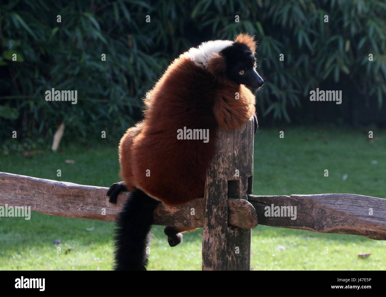 Laid back rouge malgache ou vari lémurien gélinotte (Le Varecia variegata rubra) assis sur une clôture à un zoo. Banque D'Images