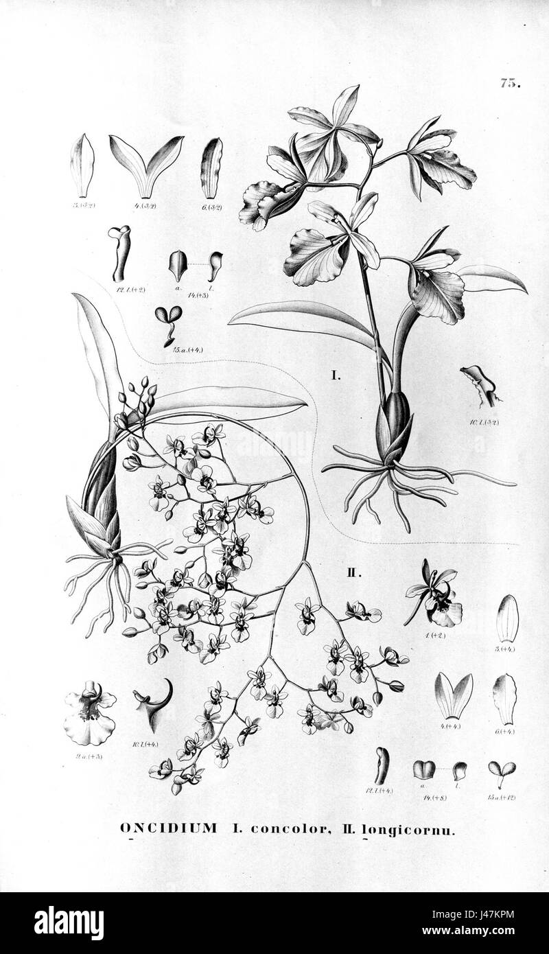 Cette illustration botanique montre 'Oncidium concolor' et 'Oncidium longicornu', deux espèces d'orchidées. L'image met en évidence leurs formes et caractéristiques florales distinctes. Banque D'Images