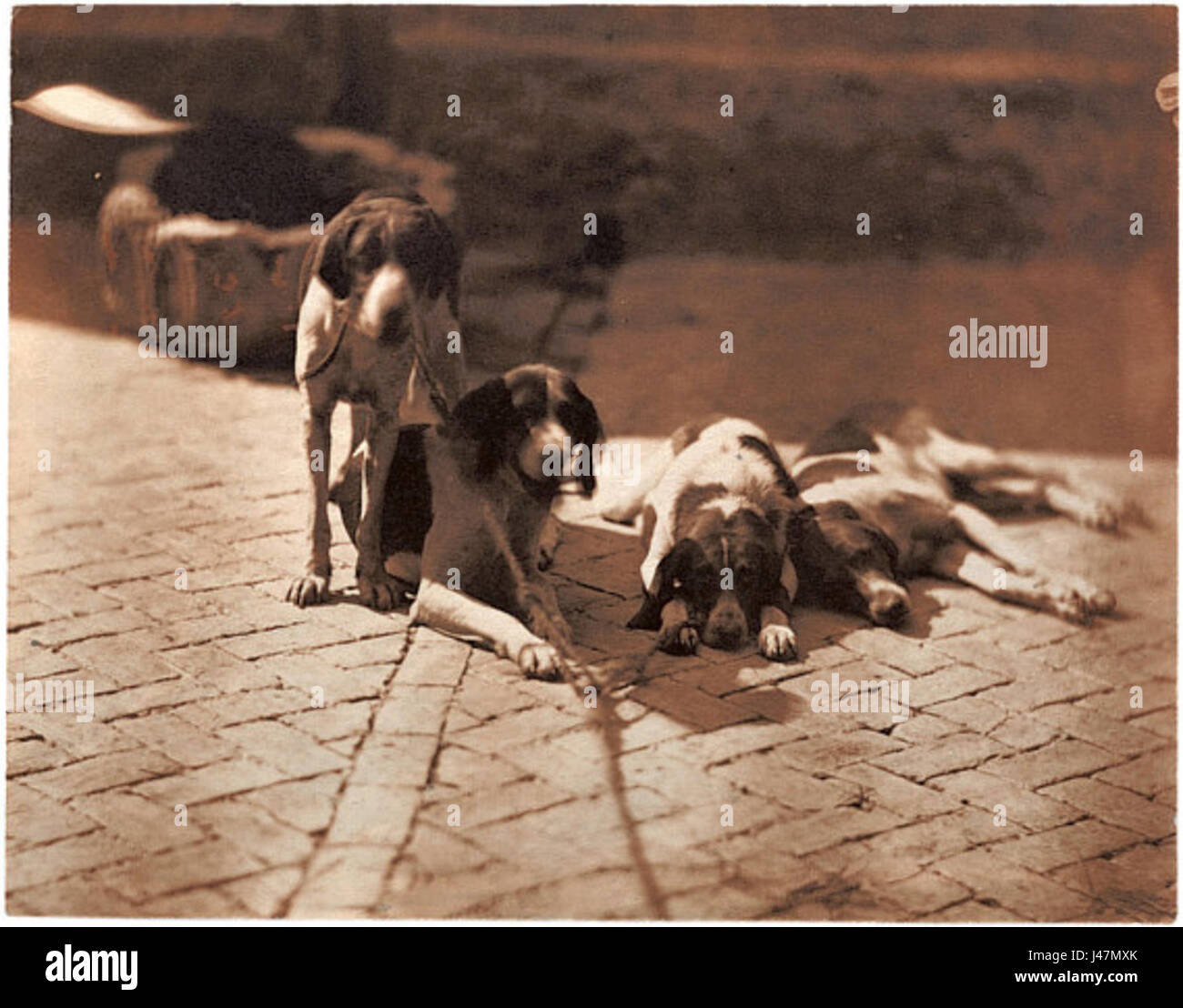 Olympe Aguado Les chiens de chasse Banque D'Images Olympe Aguado Les chiens de chasse Banque D'Images