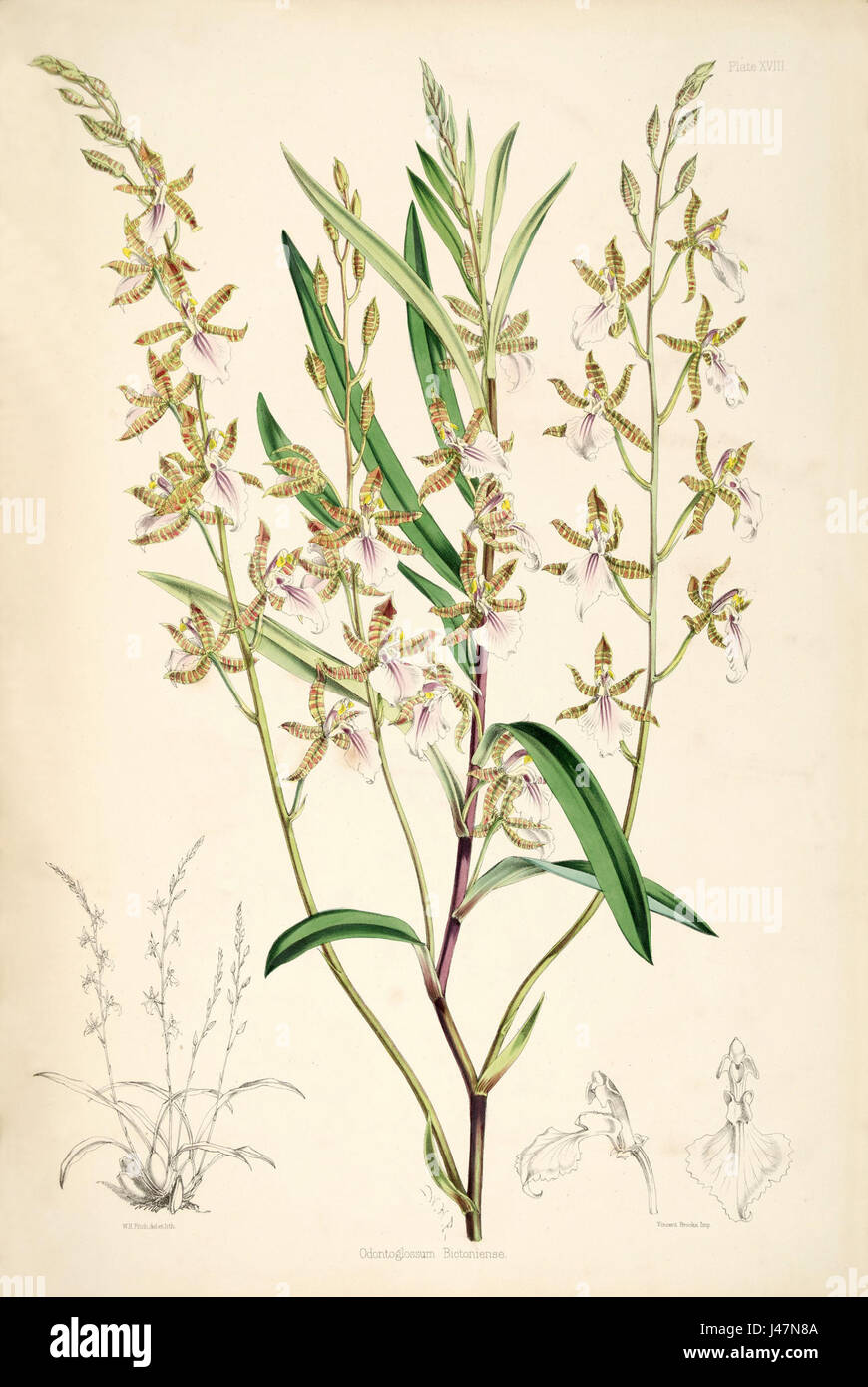 Odontoglossum bictoniense (syn Rhynchostele bictoniensis, Lemboglossum bictoniense) pl. 18 Bateman, Monogr.Odont Banque D'Images