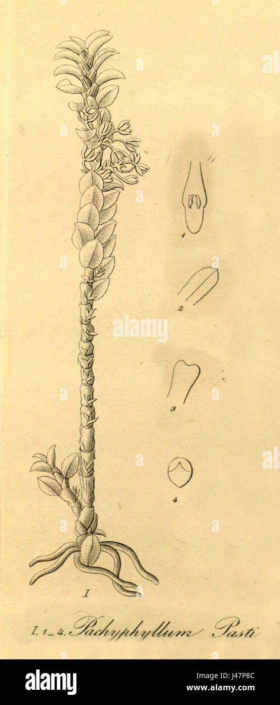 Pastii Pachyphyllum fig I, coupé de Xenia vol 1 pl 58 (1858) Banque D'Images