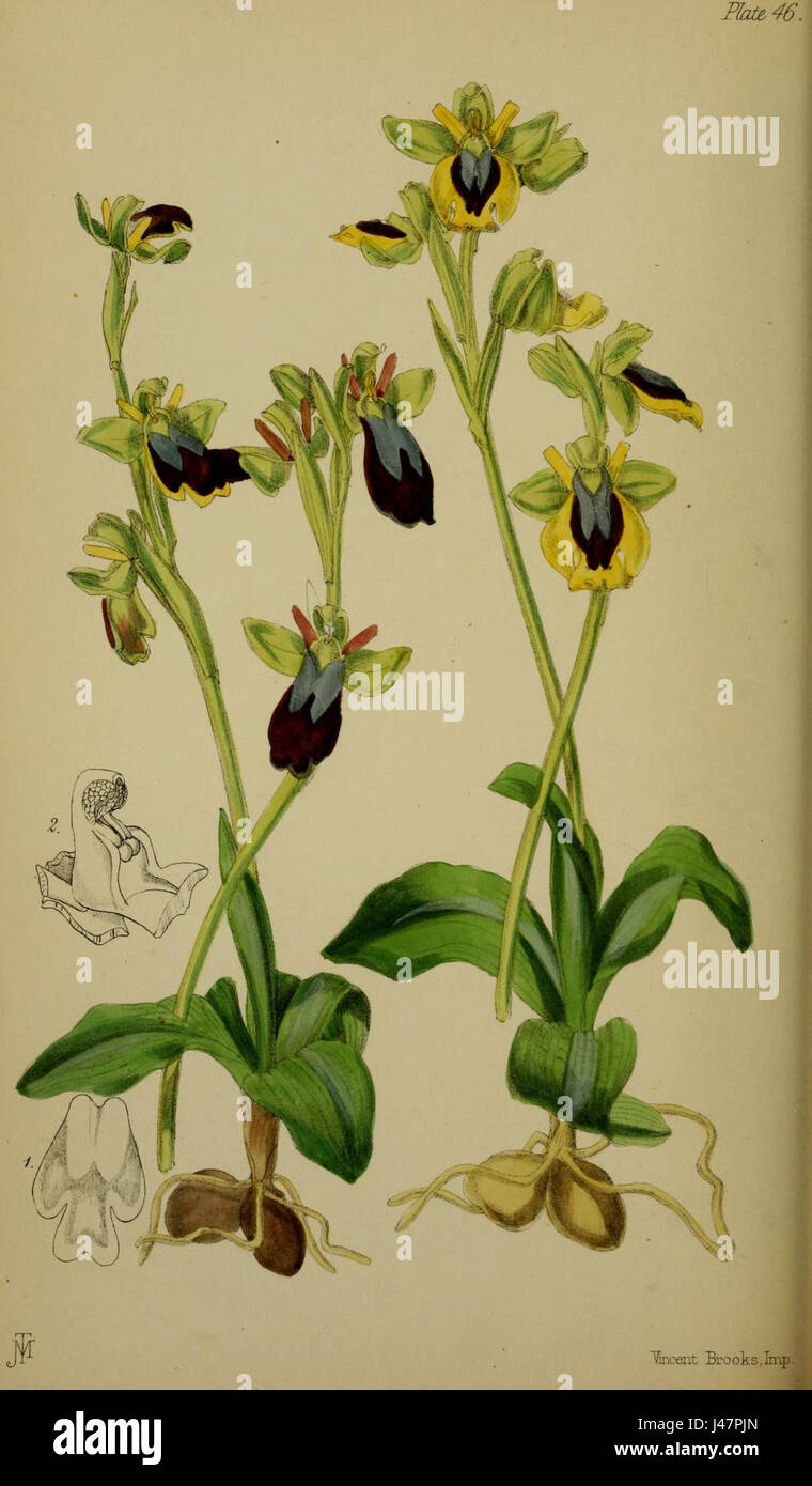 Ophrys lutea Moggridge pl. 46 (1871) Banque D'Images