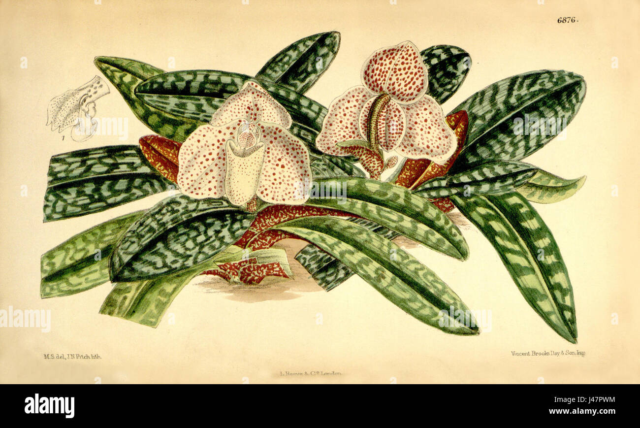 Cette illustration botanique du magazine Botanical de Curtis représente Paphiopedilum godefroyae, une espèce d'orchidée, précédemment connue sous le nom de Cypripedium godefroyae. Le dessin met en valeur la conception florale unique du plantâ€™s. Banque D'Images