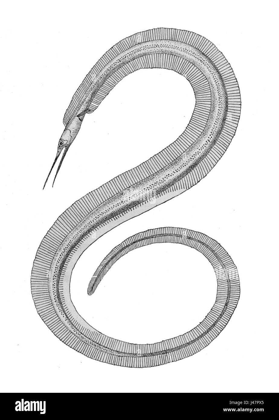 Nemichthysscolopaceus est une espèce de poissons d'eau profonde connue pour son corps allongé et son adaptation unique à son habitat d'eau profonde. On le trouve dans les profondeurs des océans et contribue à la biodiversité marine. Banque D'Images