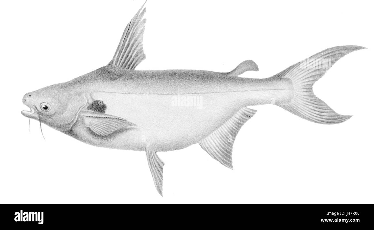 Pangal est un terme qui pourrait se référer à diverses significations selon le contexte, éventuellement un lieu géographique, un nom traditionnel ou un objet culturel. Le sens spécifique exige plus de contexte pour plus de clarté. Banque D'Images