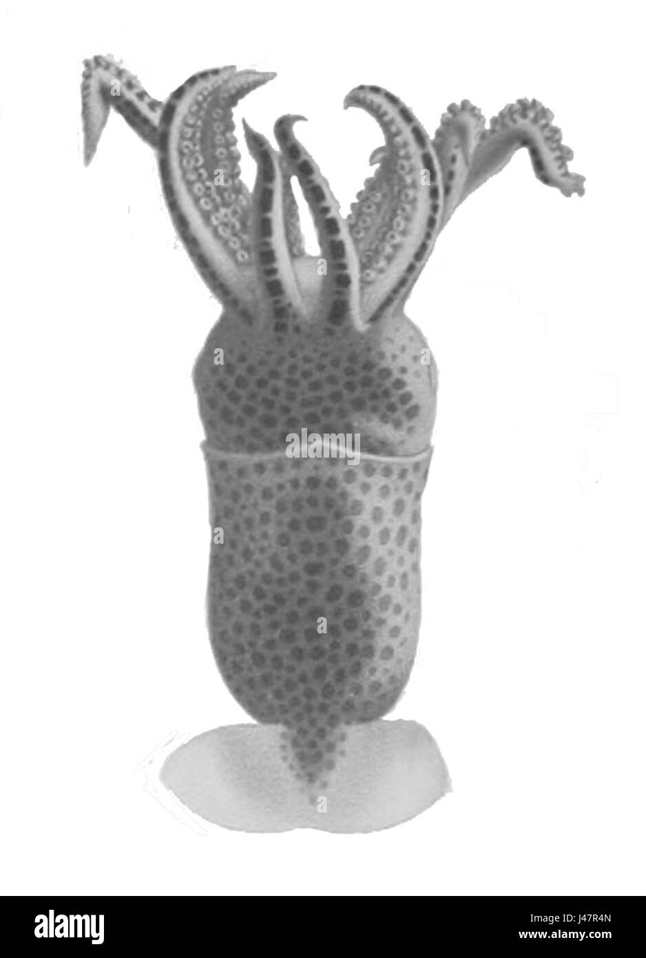 Carriboea *2 Banque D'Images