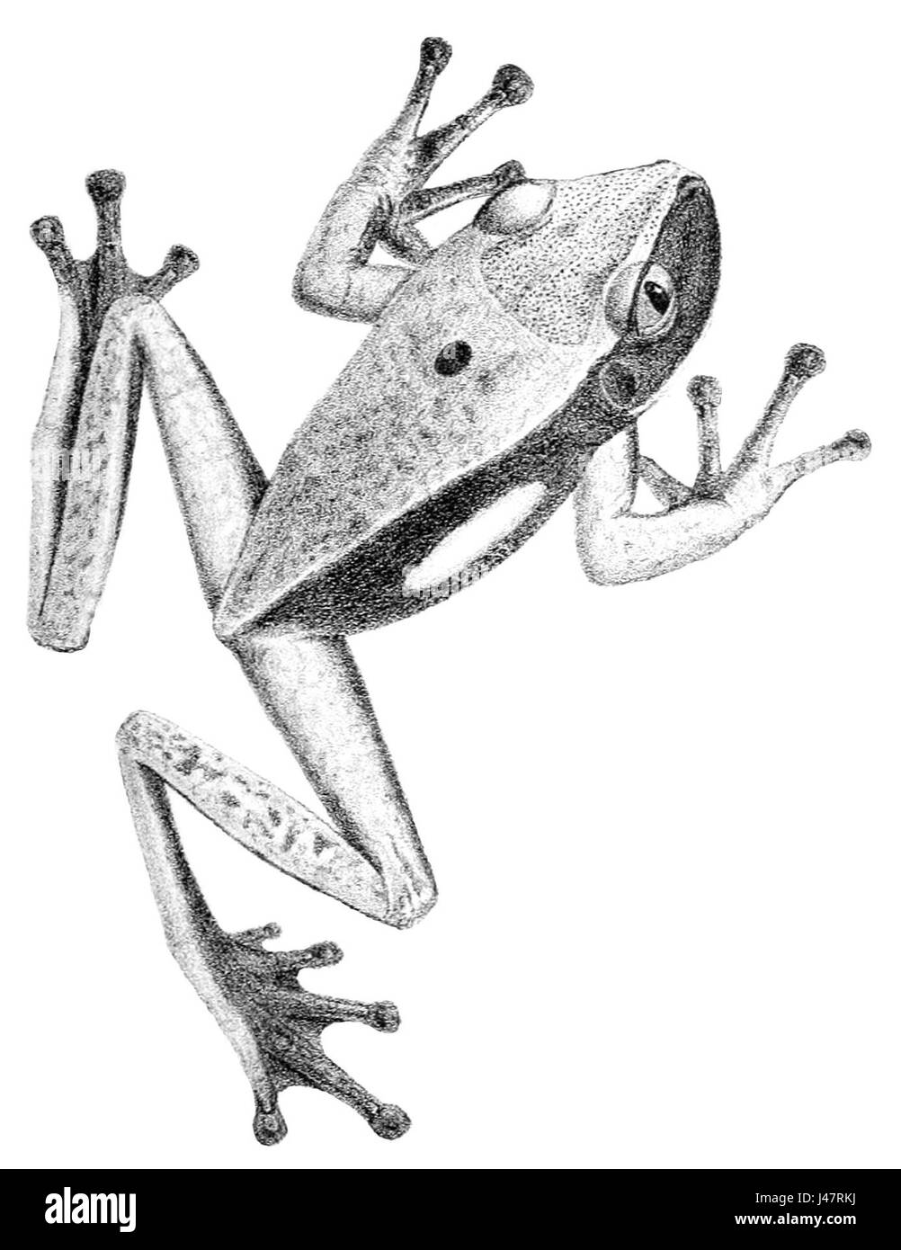 Nyctimantis rugiceps Banque D'Images