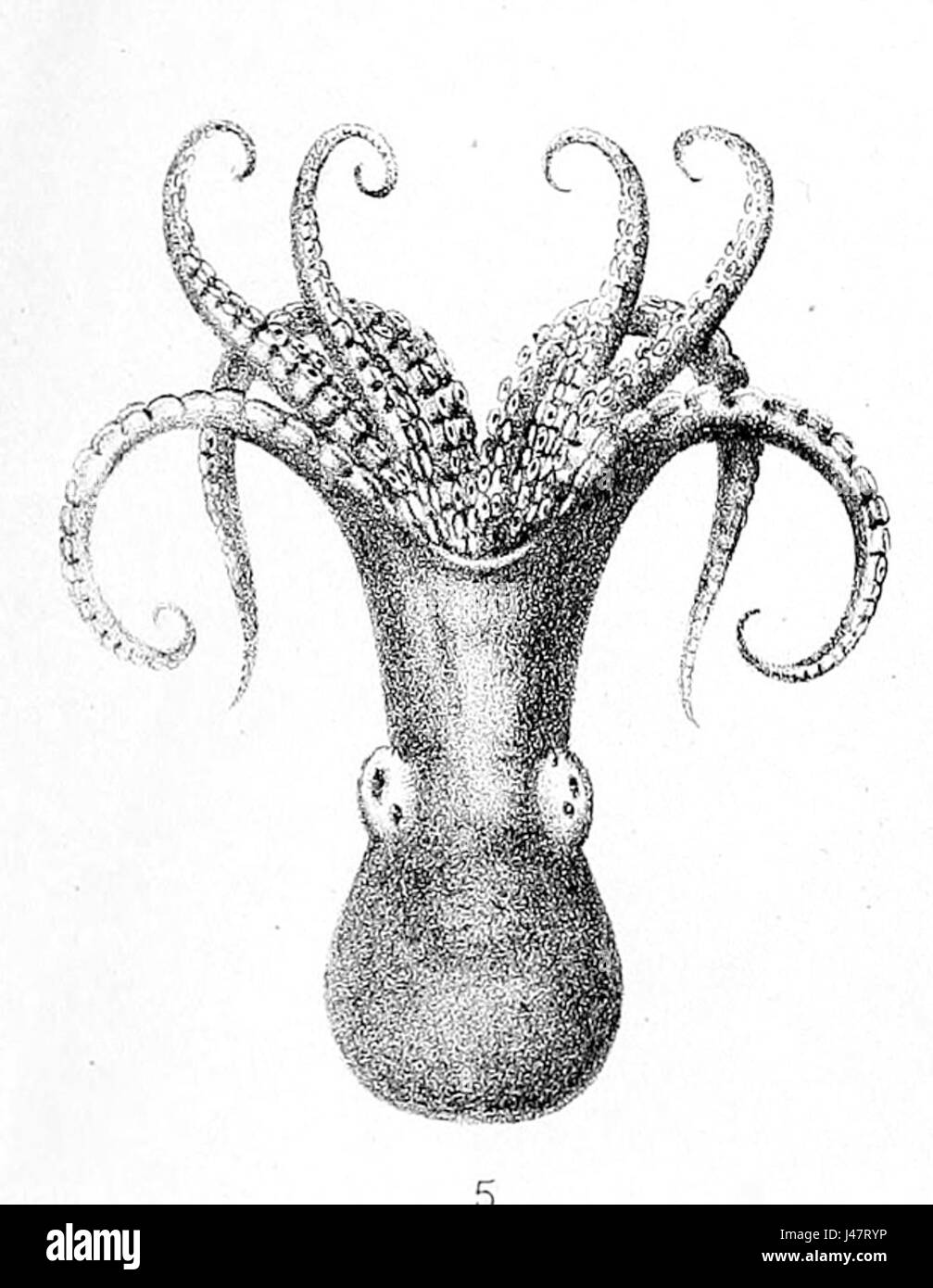 Octopus superciliosus Banque D'Images