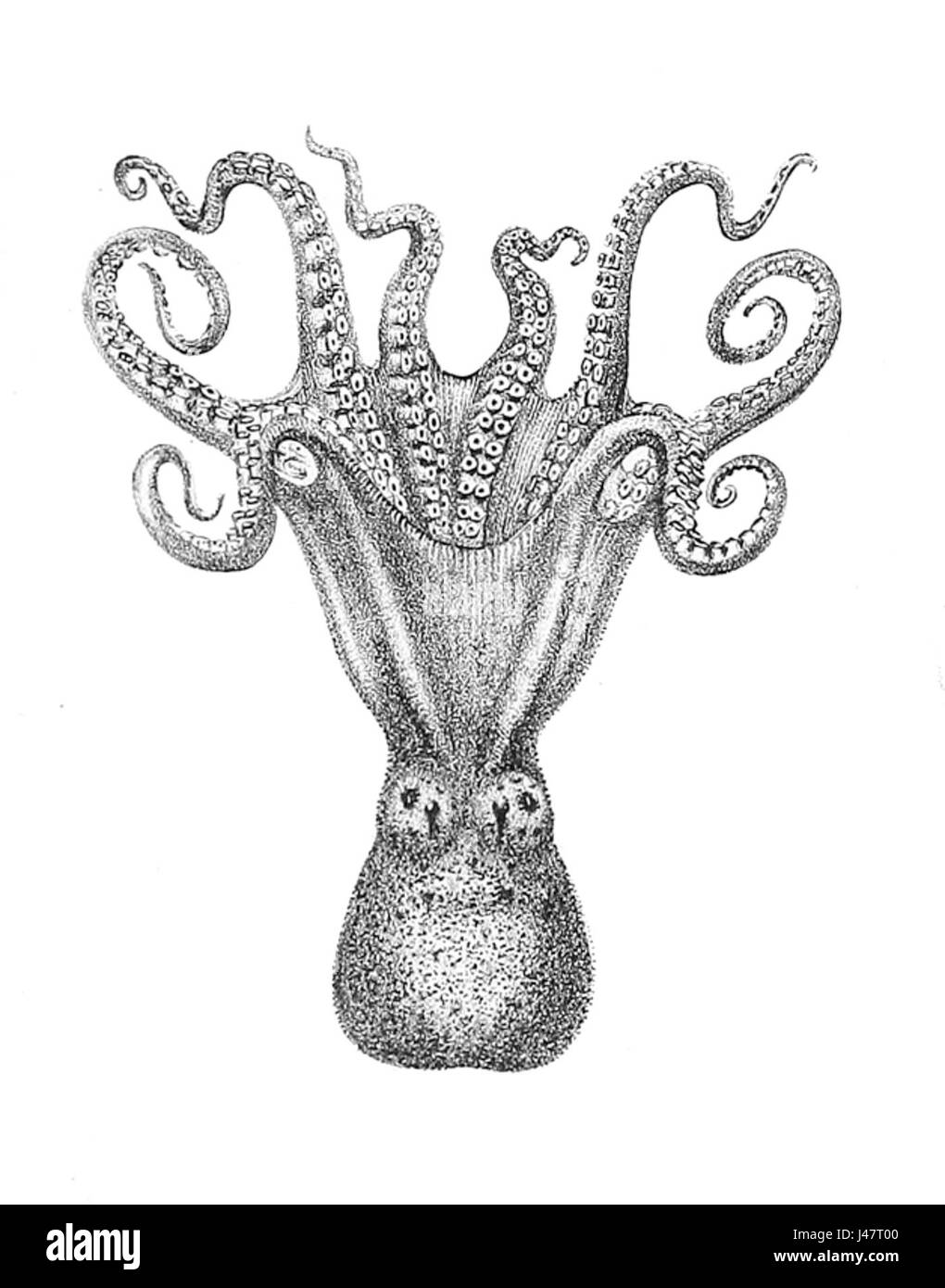 Octopus australis Banque D'Images