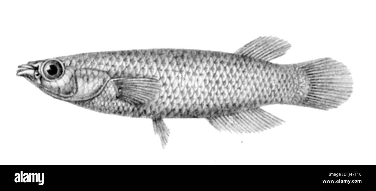 Pachypanchax omalonotus Banque D'Images