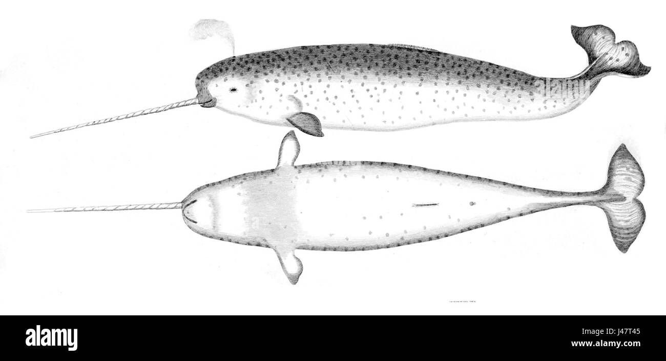 Ce titre fait probablement référence au narval, un mammifère marin connu pour sa défense spiralée distinctive. Les narvals se trouvent dans les eaux arctiques, et le titre peut faire référence à leur habitat ou à une étude ou à un travail spécifique lié à ces animaux. Banque D'Images