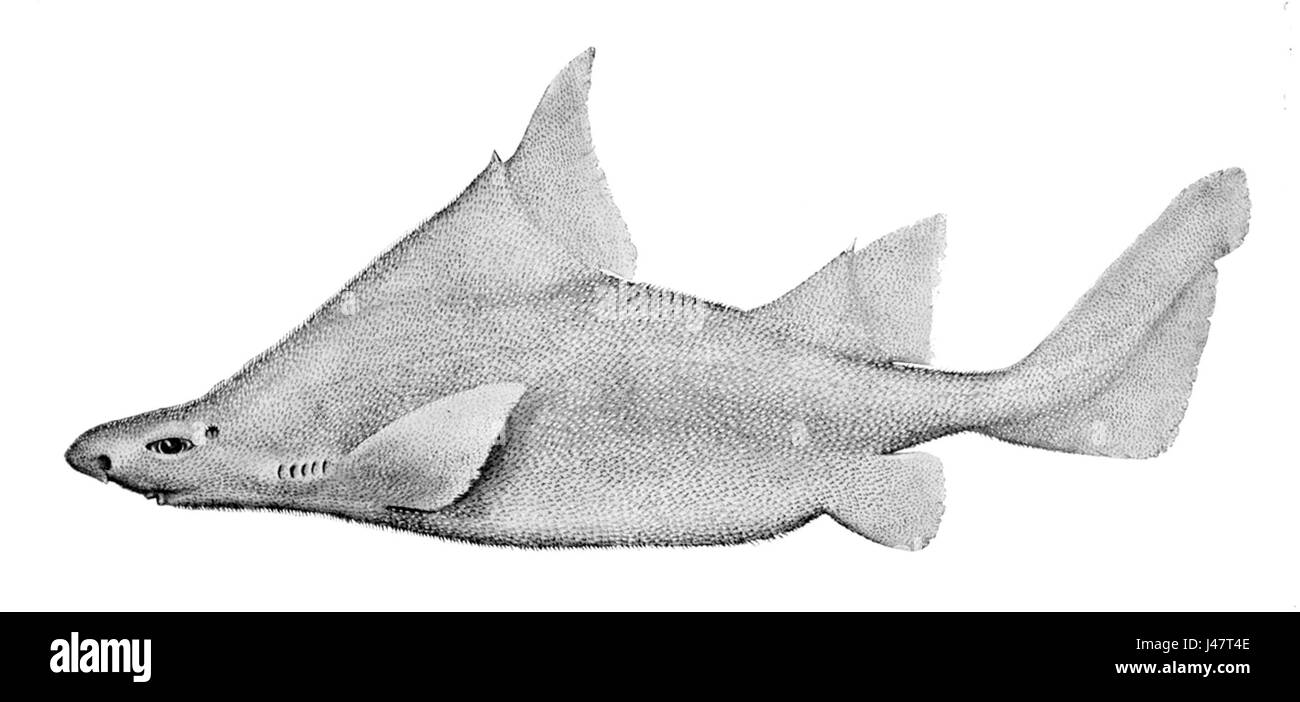 *Oxynotus bruniensis* est une espèce de requin, et le dessin montre ses caractéristiques physiques, telles que son corps robuste et ses nageoires pointues. C'est une espèce rare que l'on trouve dans les eaux profondes de l'océan, principalement autour de la région du Pacifique. Banque D'Images
