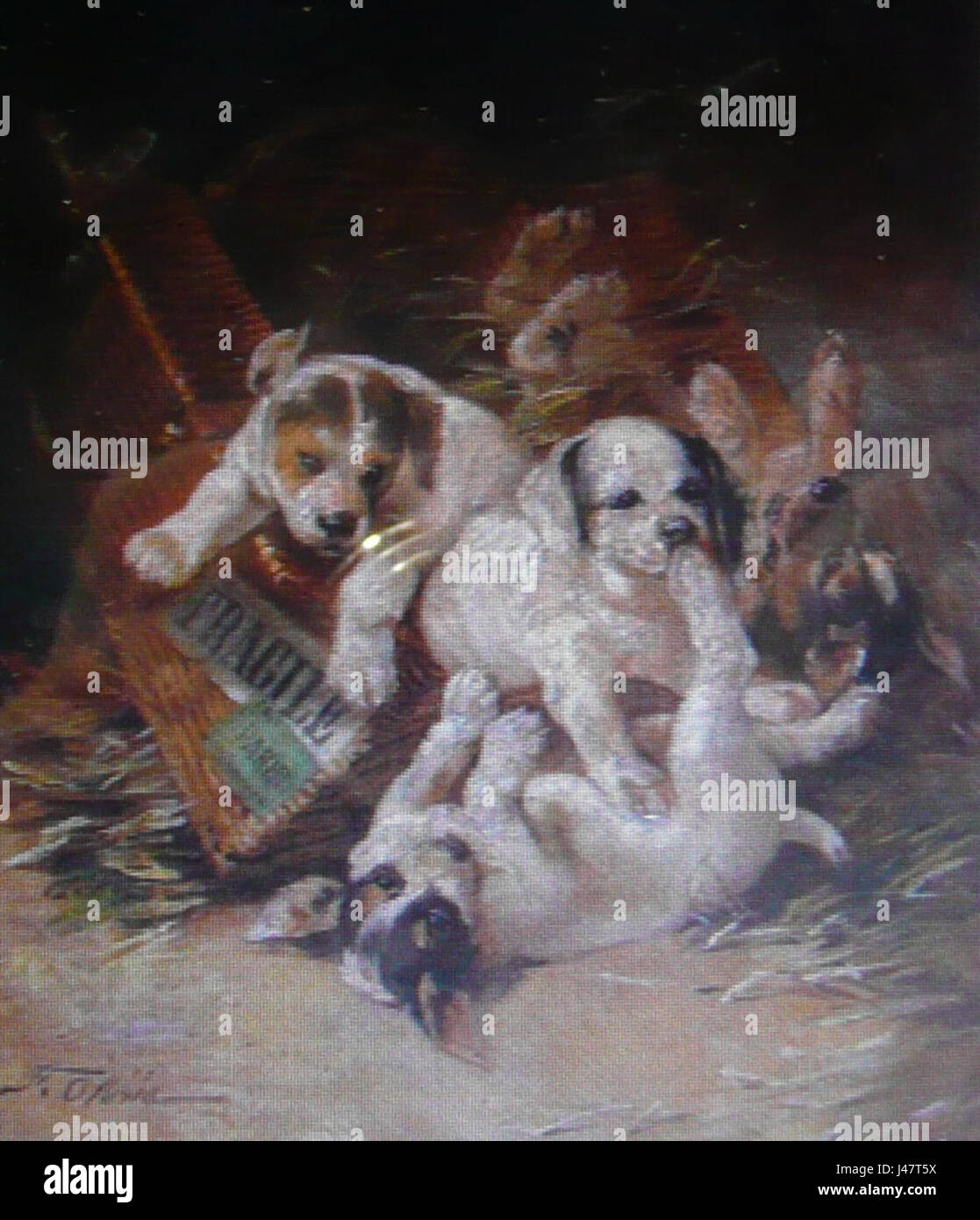 Olaria cachorros fait référence à une race spécifique de chiens du Brésil, probablement associée à la région d'Olaria. La race est connue pour sa force et sa loyauté, traits communs chez les chiens de travail brésiliens. Banque D'Images