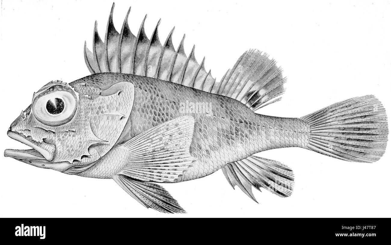 Neosebastes incisipinnis Banque D'Images