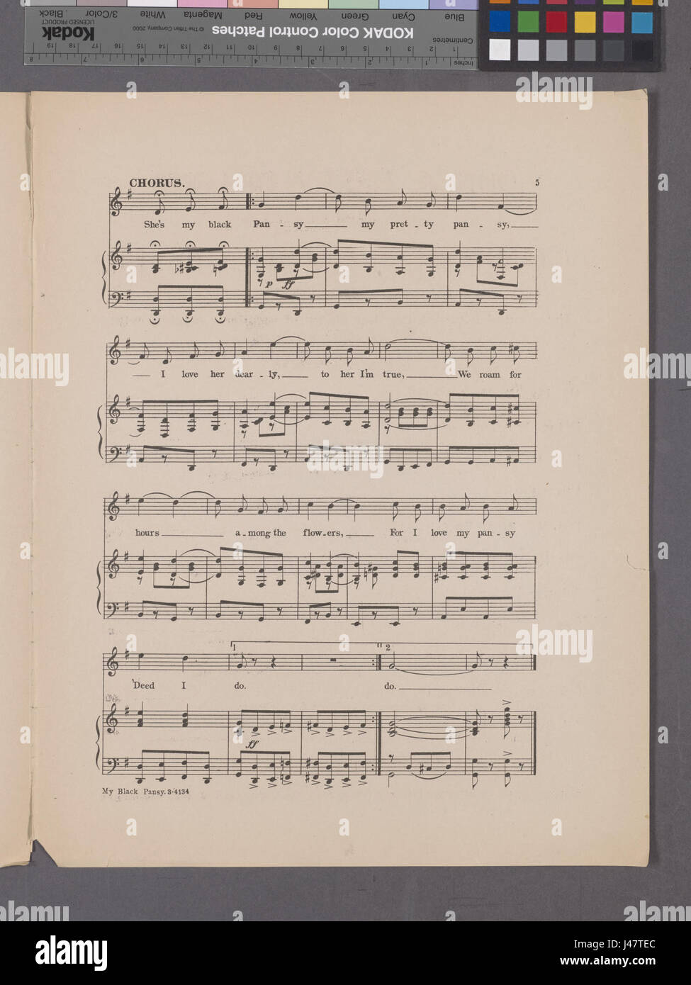 La 'My Black Pansy' est une illustration botanique de la collection NYPL, mettant en valeur une variété de fleurs unique avec des pétales violets profonds à noirs. Banque D'Images