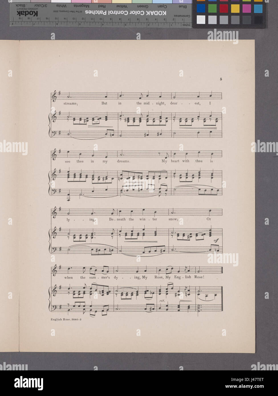 'My English Rose' est une pièce poétique, faisant probablement référence à un cultivar de rose spécifique ou représentant symboliquement la culture anglaise à travers l'image d'une rose. Les roses ont d'importantes associations culturelles et littéraires dans le patrimoine anglais, symbolisant la beauté et l'amour. Banque D'Images