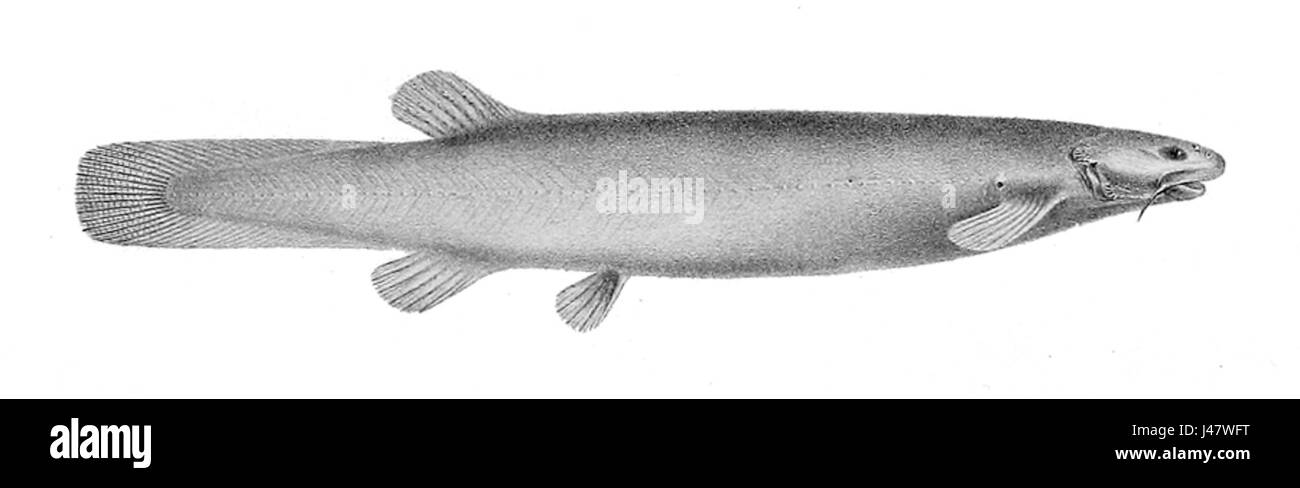 Ochmacanthus reinhardtii Banque D'Images Ochmacanthus reinhardtii Banque D'Images
