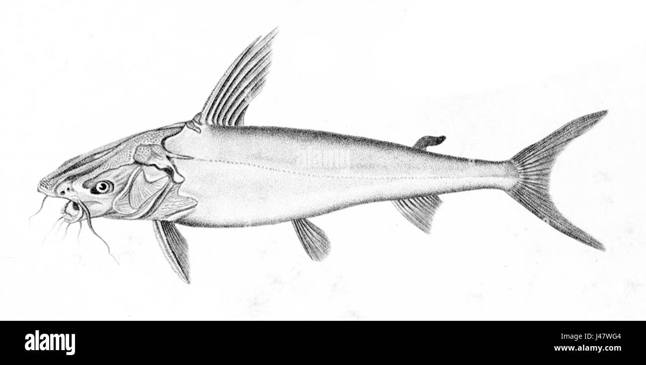 Netuma thalassina, une espèce de poisson de la famille Netuma, connue pour son habitat dans les eaux tropicales, souvent trouvée dans les régions côtières de l'Asie du Sud-est. Banque D'Images