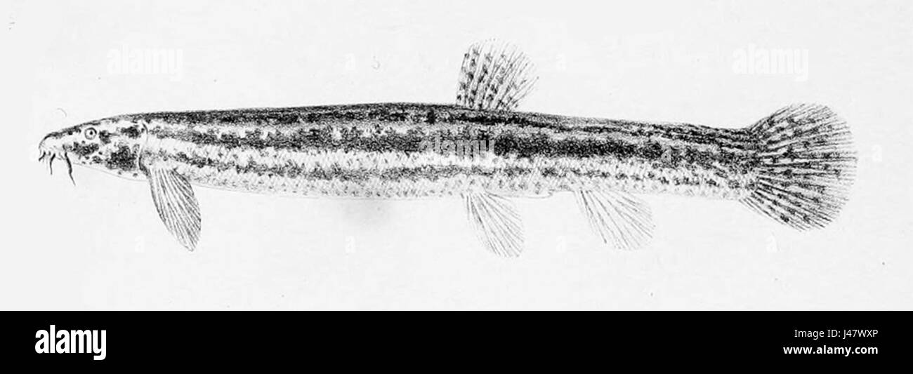 Misgurnus fossilis, communément appelé la loche météorologique, est une espèce de poisson d'eau douce originaire d'Europe et d'Asie, souvent trouvée dans les eaux lentes. Banque D'Images