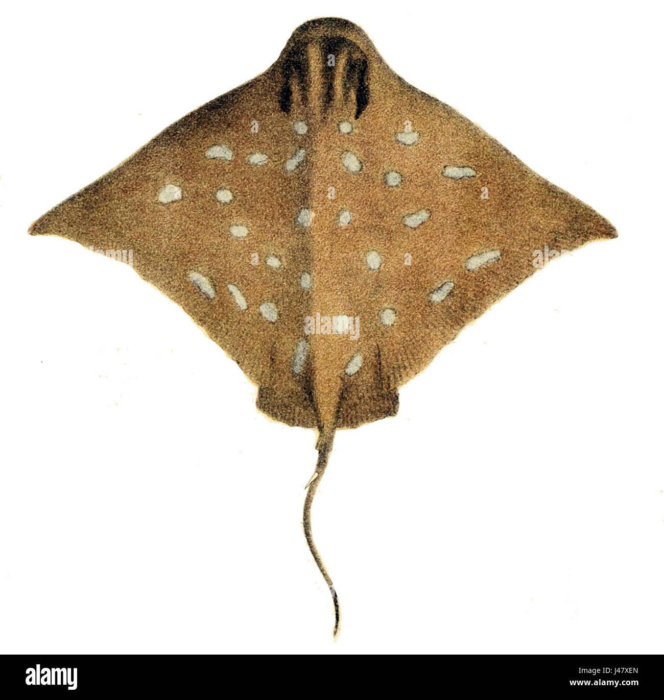 Myliobatis australis Banque D'Images