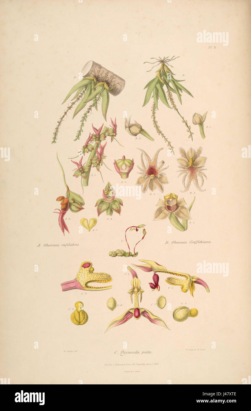 Cette illustration botanique de Sertum Lindley (1838) présente trois espèces d'orchidées : Oberonia rufilabris, Oberonia griffithiana et Drymoda picta. Le rendu détaillé souligne les caractéristiques distinctes de chaque espèce, mettant en valeur leur beauté et leur diversité dans la famille des orchidées. Banque D'Images