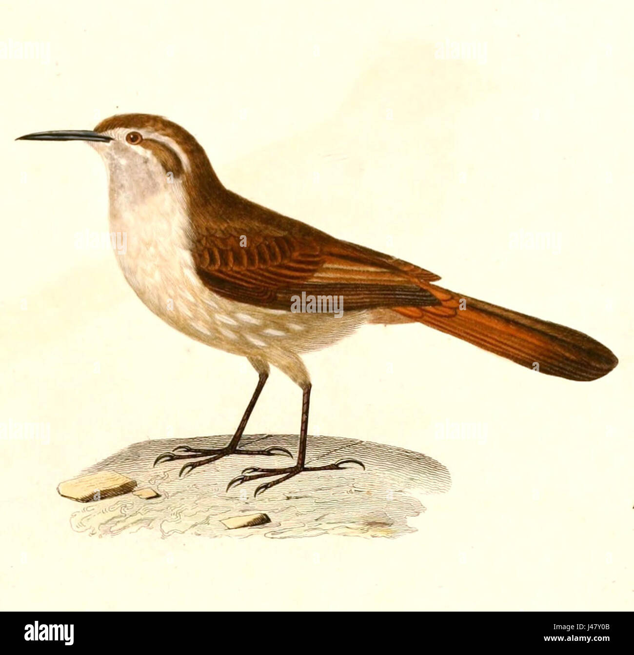 Ochetorhynchus ruficaudus montanus, connu sous le nom de Wren de montagne, a été décrit pour la première fois en 1847. Cette espèce d'oiseau est originaire des régions montagneuses de l'Amérique du Sud et est reconnue pour son comportement et son habitat distinctifs. Banque D'Images
