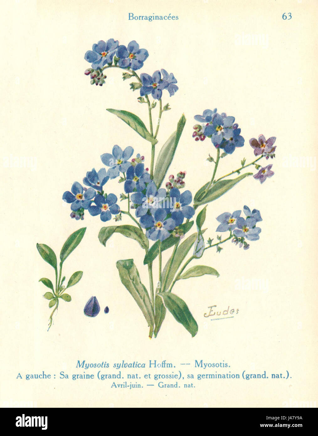 Myosotis J. Eudes 63 fait référence à une espèce de la plante Myosotis, communément appelée Forget-me-Not, avec la variété ou sous-espèce spécifique identifiée comme J. Eudes 63. Banque D'Images