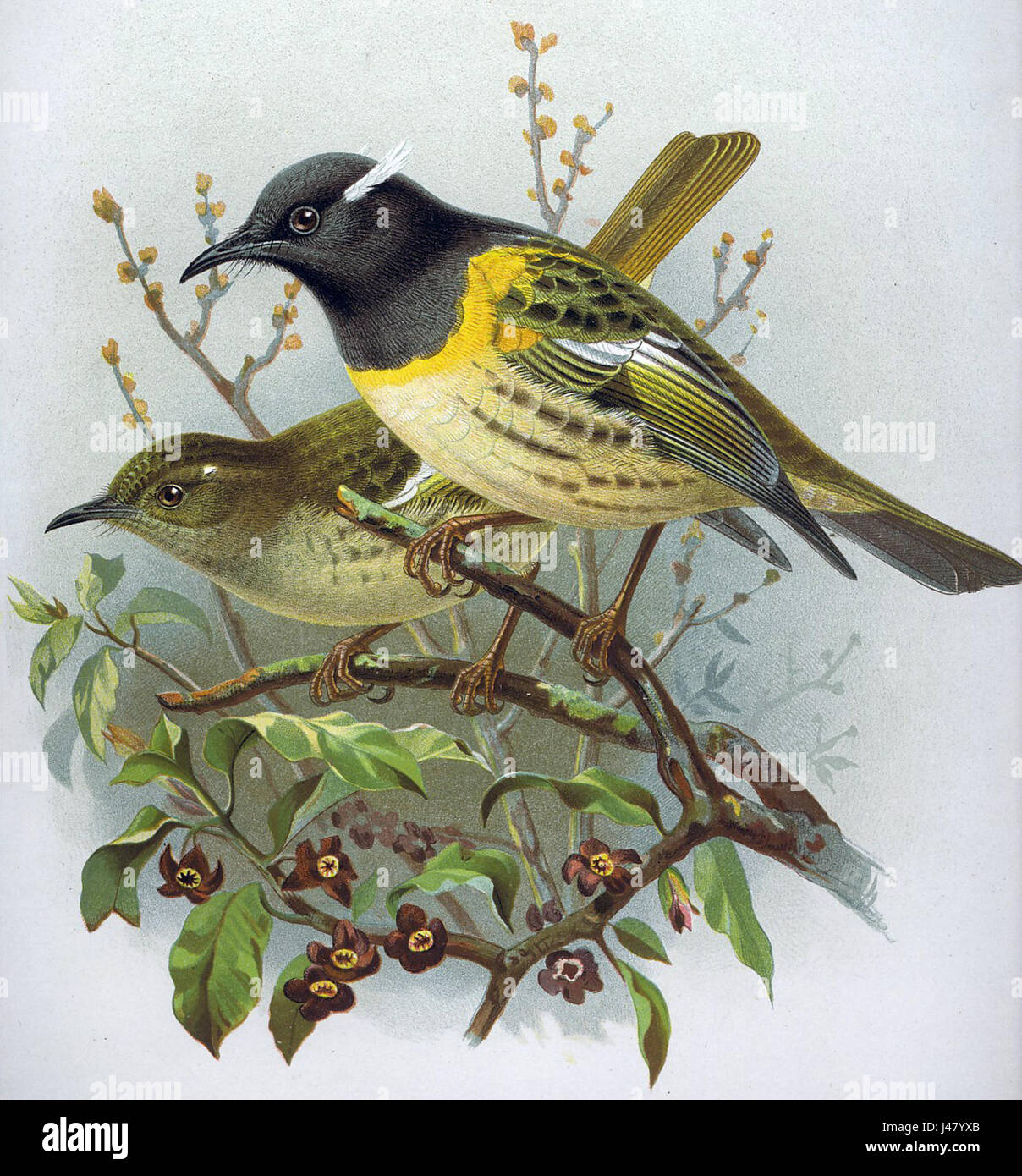 Notiomystis cincta cincta est une sous-espèce de l'oiseau connu sous le nom de sellback, originaire de Nouvelle-Zélande. Elle se caractérise par son plumage noir et blanc distinct et joue un rôle dans l’écosystème de l’île. Banque D'Images