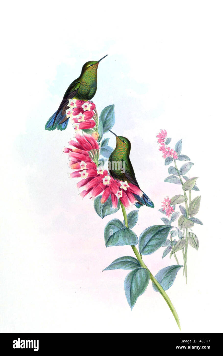 Metallura williami est une espèce de colibri originaire des Andes en Amérique du Sud. Connu pour son plumage vibrant, cet oiseau habite les forêts de haute altitude et se nourrit principalement de nectar. Banque D'Images