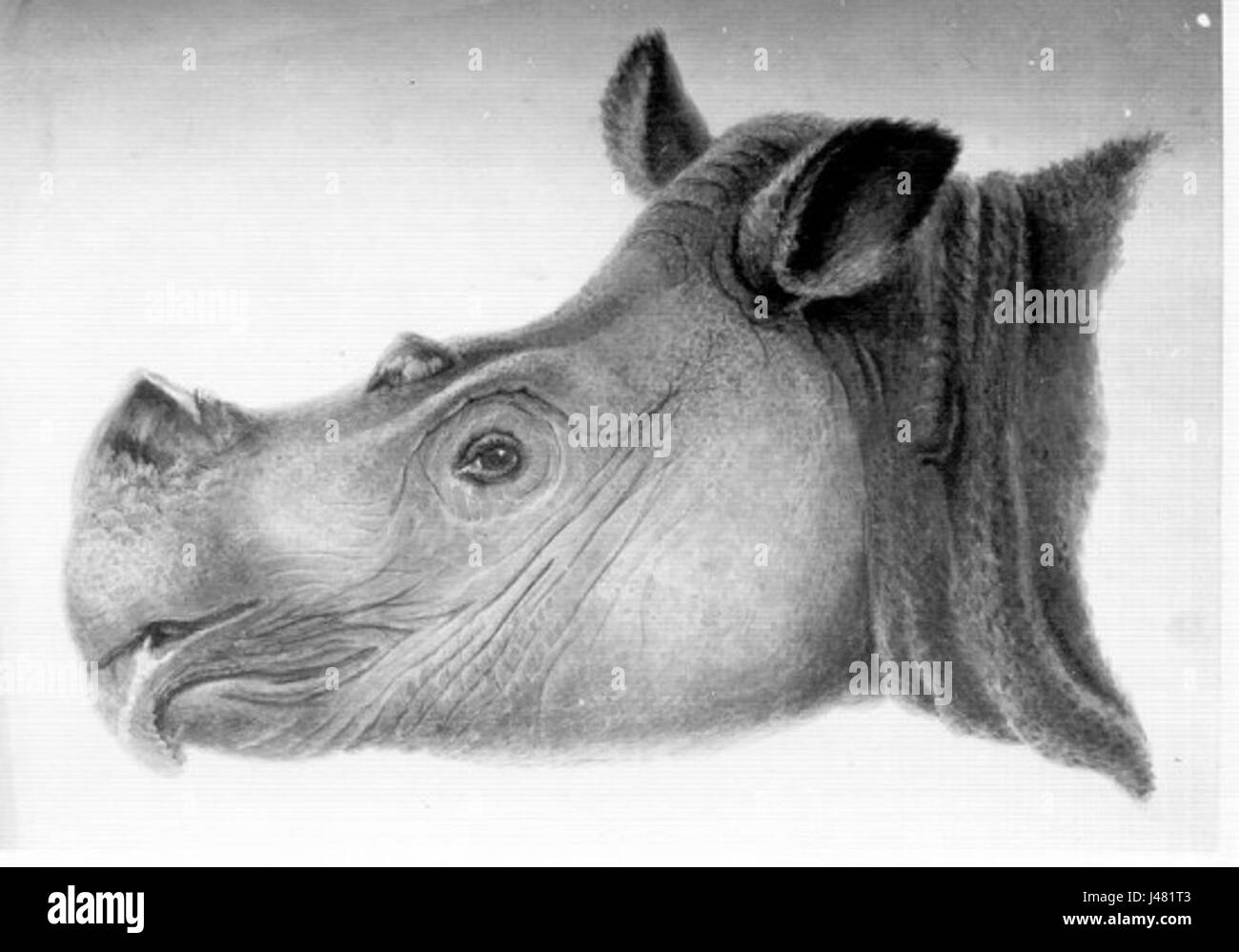 Une illustration de Muller de 1839 représentant la tête d'un rhinocéros de Sumatra, offrant un aperçu précieux de l'apparence et des caractéristiques de l'espèce au XIXe siècle. Banque D'Images Une illustration de Muller de 1839 représentant la tête d'un rhinocéros de Sumatra, offrant un aperçu précieux de l'apparence et des caractéristiques de l'espèce au XIXe siècle. Banque D'Images