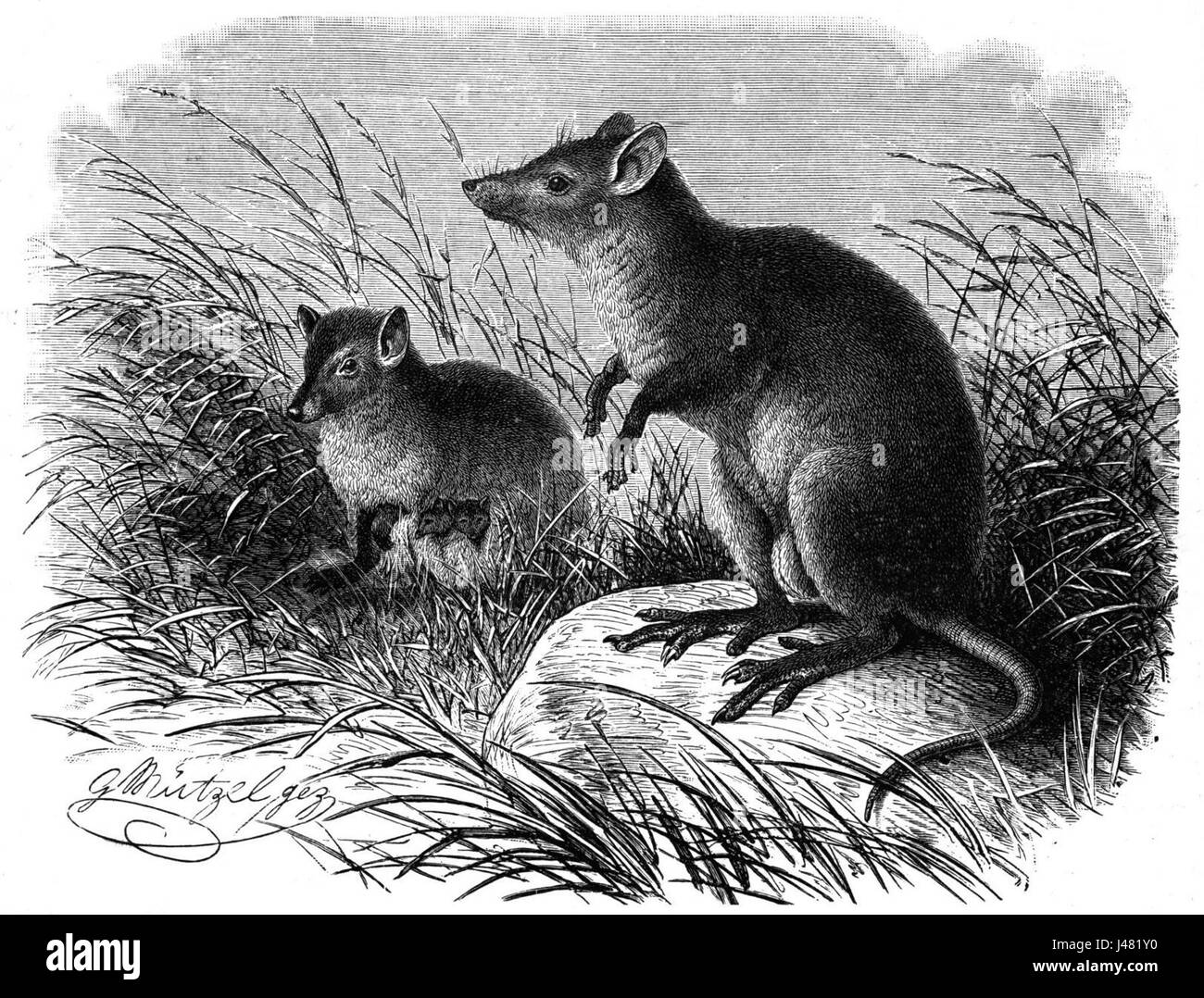 Moschusrattenkaengurus dimensions Banque D'Images