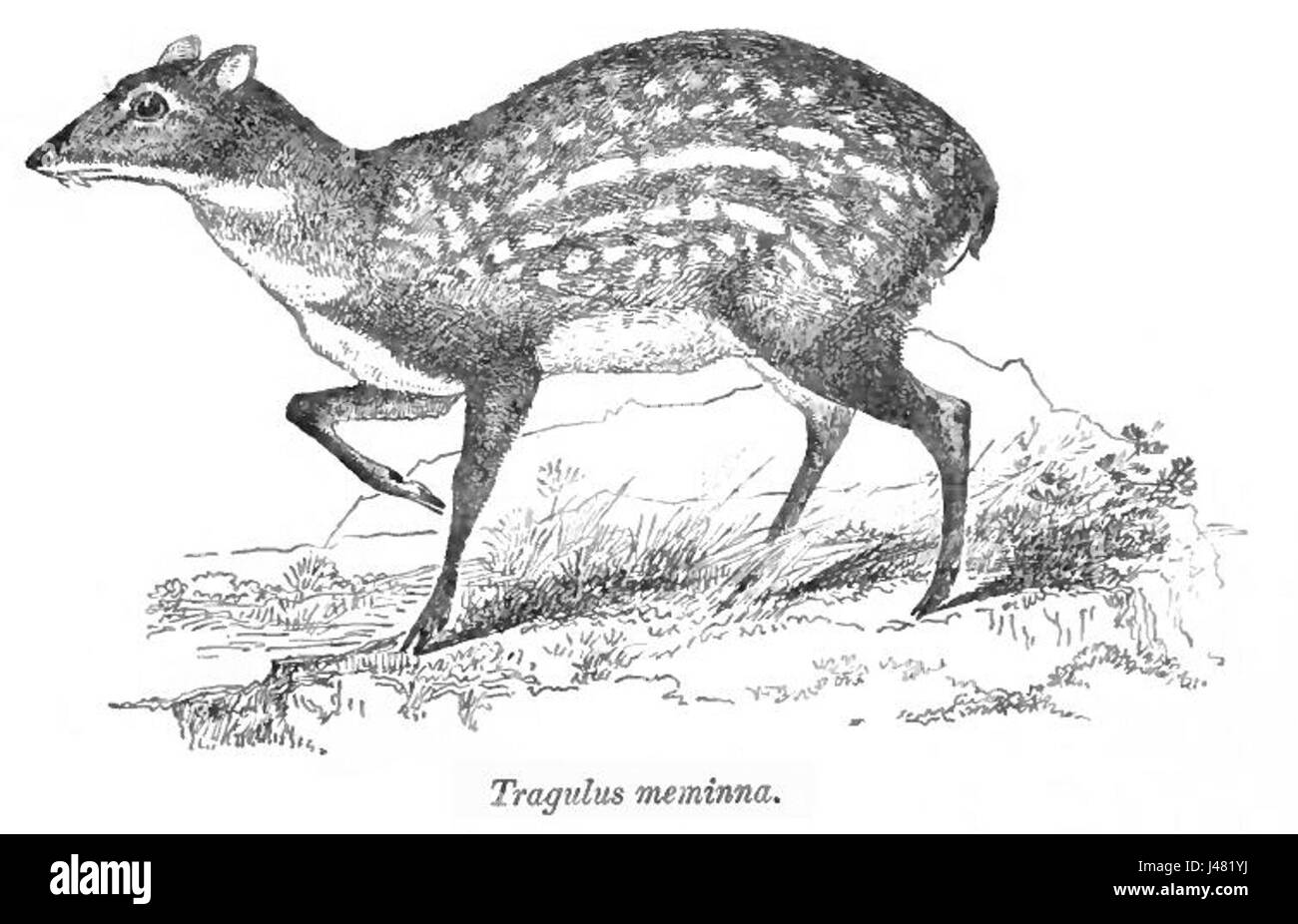 Moschiola meminna fait référence à une espèce de cerfs, peut-être dans le genre Moschiola. Connue pour sa petite taille et ses marques distinctives, cette espèce est originaire de certaines parties de l'Asie et est remarquable pour son rôle écologique unique. Banque D'Images