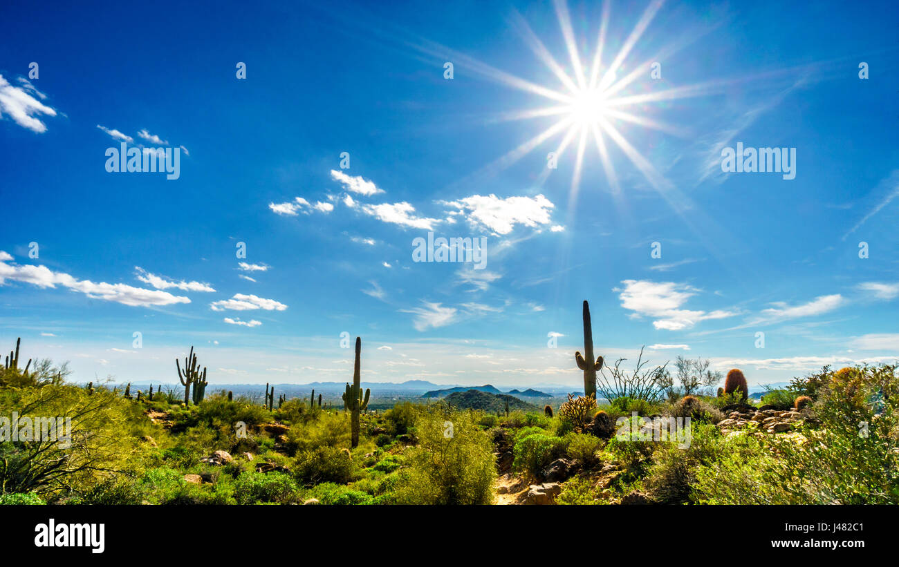 Cactus Saguaro dans des rayons de soleil dans le paysage semi-désertique de Usery Mountain Regional Park. Vallée du Soleil et Phoenix dans l'arrière-plan Banque D'Images