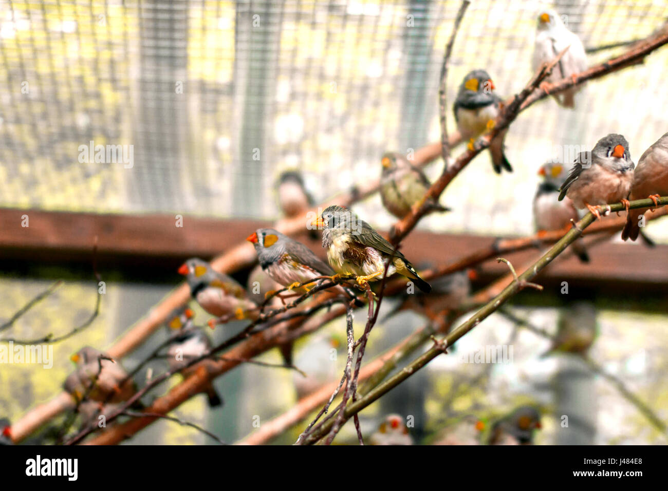 Une image d'exotiques un troupeau de petits oiseaux dans la volière belle Banque D'Images