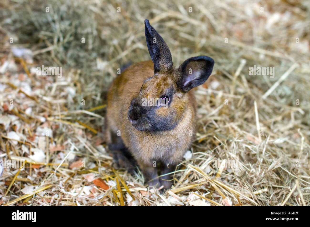 Peu de l'image lapin rouge assises sur des Banque D'Images